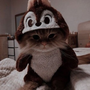 Create meme: animals cute, the cat in the hat