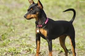 Create meme: the Prague rat, miniature Pinscher, breed miniature Pinscher