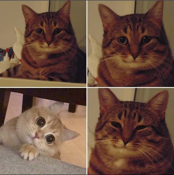 Создать мем: мемы с котиками, довольный кот мем, улыбающийся кот мем