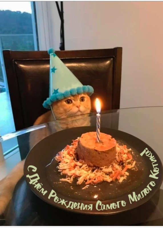 Создать мем: котик с тортиком, с днём рождения меня прикольные, коты с тортиком
