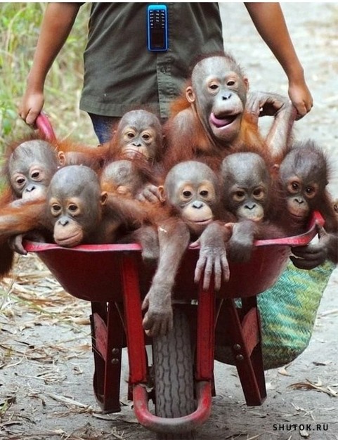Create meme: monkey orangutan, the baby orangutan, funny monkeys