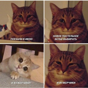 Создать мем: смешные кошки, кот, мемы с котами