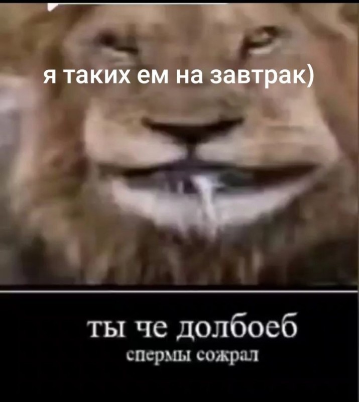 Create meme: lion memes, memes , lioness 