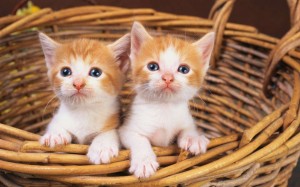 Create meme: very cute kittens, ginger kitten, seals
