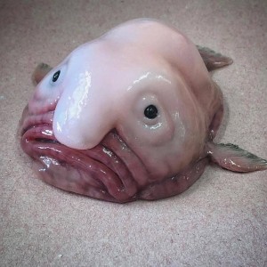 Create meme: thing, deep sea creatures, sea fish