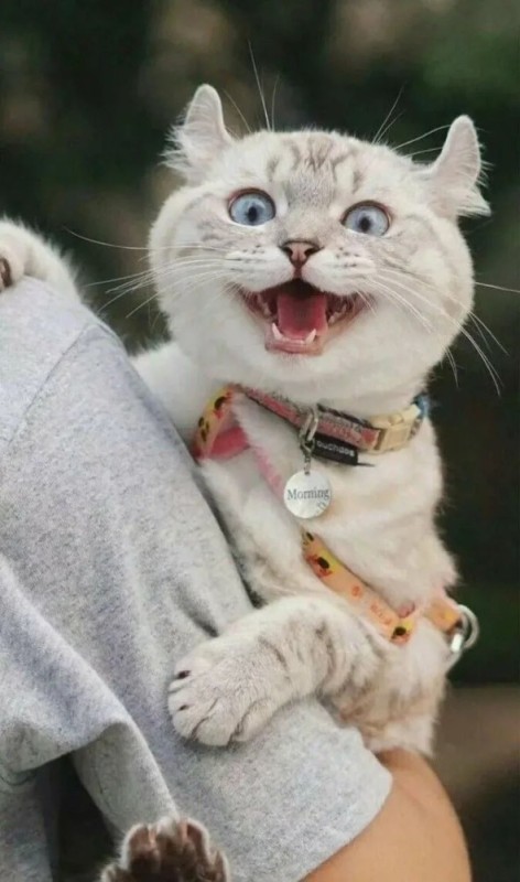 Создать мем: котик с улыбкой, кот улыбка, милые котики смешные