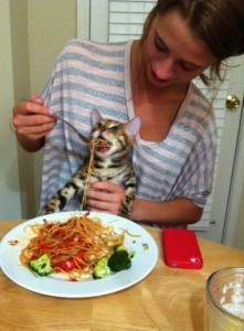 Create meme: cat fed with a spoon, meme cat fed pasta, cat fed pasta