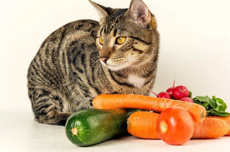 Create meme: cat and vegetables, the cat is a vegetarian, cat 