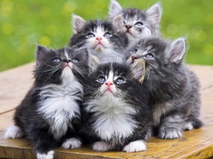 Create meme: cute kittens, seals, kittens are fluffy