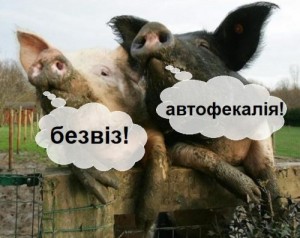 Создать мем: свидомит свин, pig squeal, африканская чума свиней