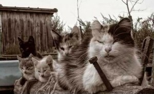 Create meme: cool photo we the gang, because we're a gang, a gang of cats pictures