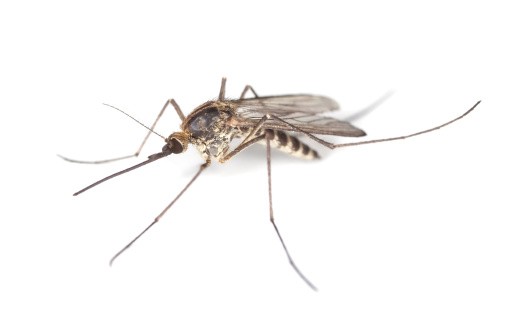 Создать мем: anopheles malaria mosquito строение, комар без фона, комар на белом фоне