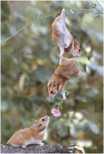 Create meme: hamster, mouse on the flower photo, mouse animal love