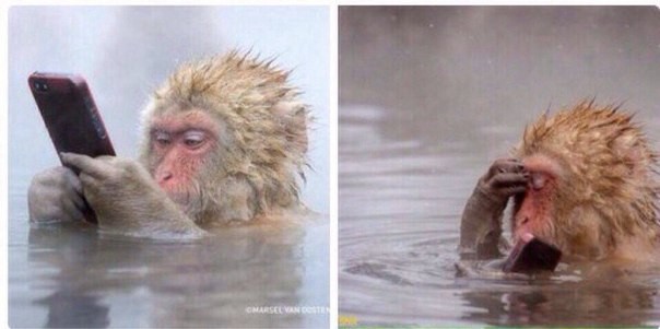 Create meme: Japanese macaque, monkey in water meme, meme monkey 