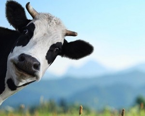 Create meme: cows on the meadow, la vaca, cow