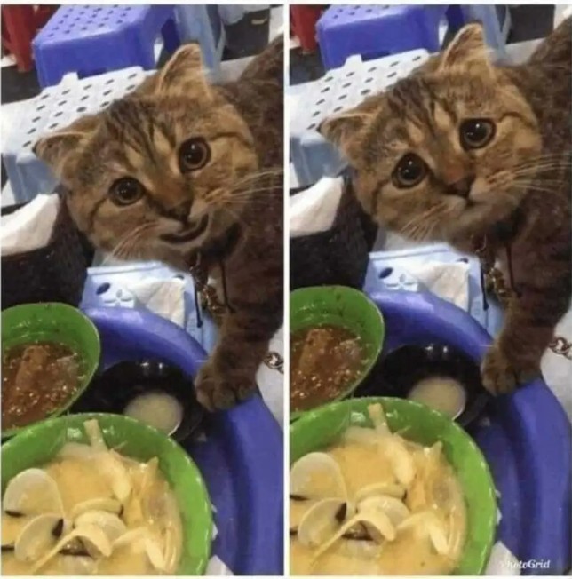 Create meme: hungry cat, seals fun, cat dumpling