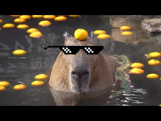 Create meme: capybara with tangerine, the capybara is floating, a pet capybara