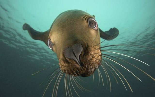Create meme: sea lion , marine animals , aquatic animals