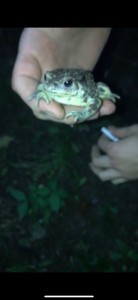 Создать мем: жаба в руках, жаба, мем держи жабу