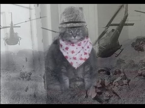 Создать мем: котик вьетнамские флешбеки, котейка, жирный кот с платком