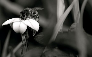 Создать мем: пчела, в цветке, пчела насекомое