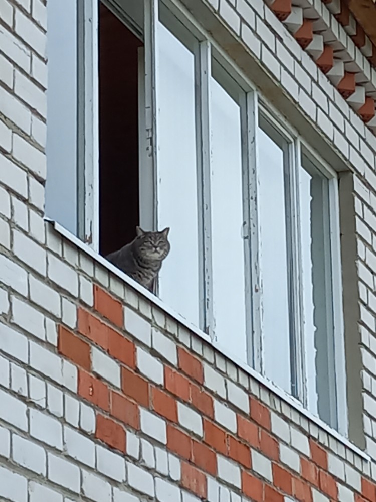 Создать мем: кот, кошка на окне, окно балкон