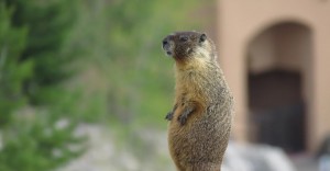 Create meme: California susliks, woodchuck, animal Groundhog