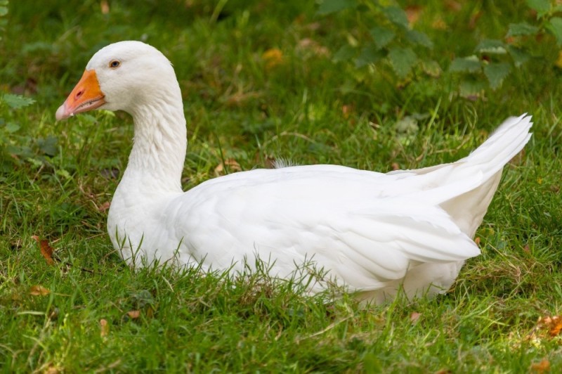 Create meme: white goose , white goose with goslings, the goose is sitting
