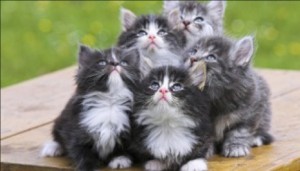 Создать мем: кошка, интересные котята, три пушистых кота