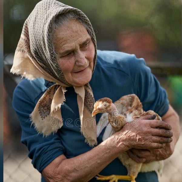 Создать мем: бабушка бабушка, старушка держит цыпленка, бабка с курицей