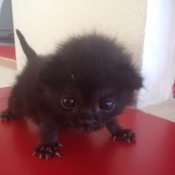 Create meme: black persian kitten, black fluffy kitten, A black fluffy puppy
