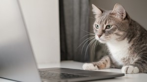 Создать мем: кошка, кот за компьютером, кот