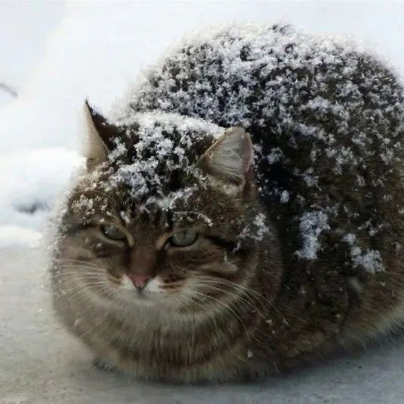 Создать мем: зимний котик, кот в снегу, полосатый кот зимой