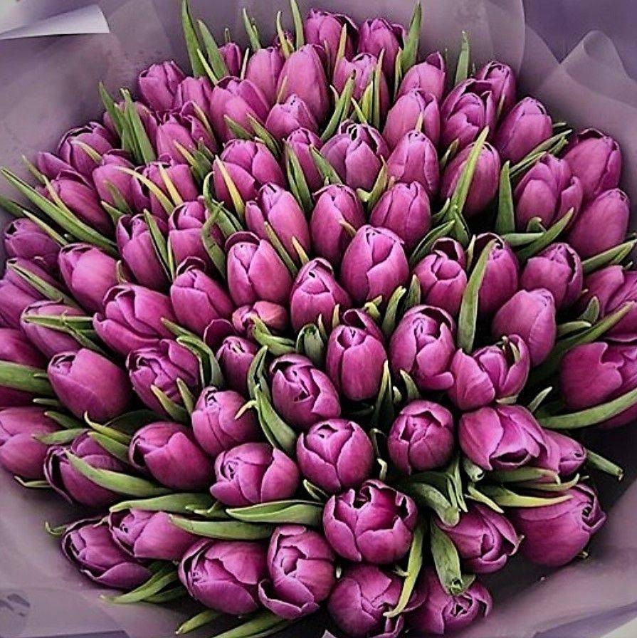 Создать мем: красивый букет фиолетовых тюльпанов, букеты тюльпанов красивые, шикарный букет тюльпанов