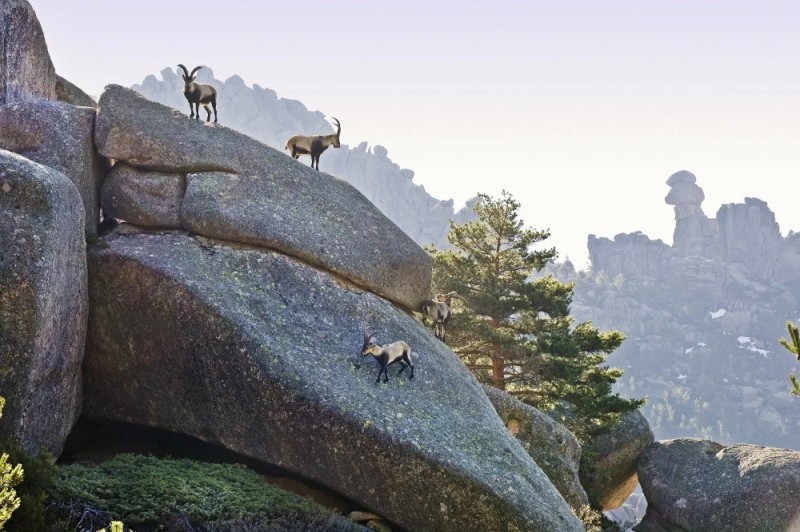 Create meme: mountain goat on a rock, mountain goats on steep cliffs, goats on the rocks