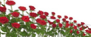 Create meme: flowers for photoshop, roses, red roses