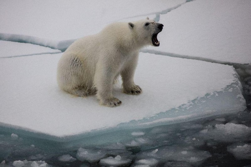 Create meme: polar bear , polar bears in the arctic, polar bear 