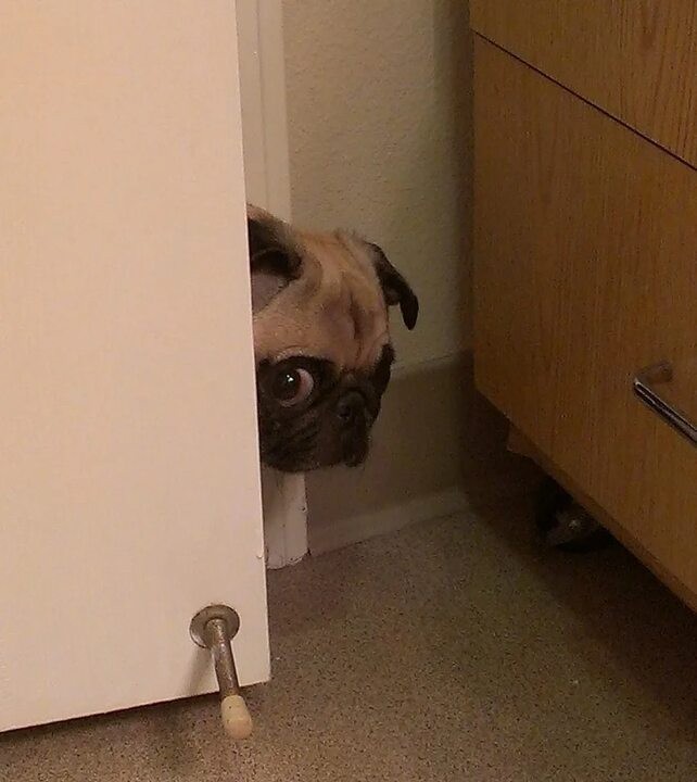 Create meme: the dog looks out from around the corner, pug funny, a meme peeks out