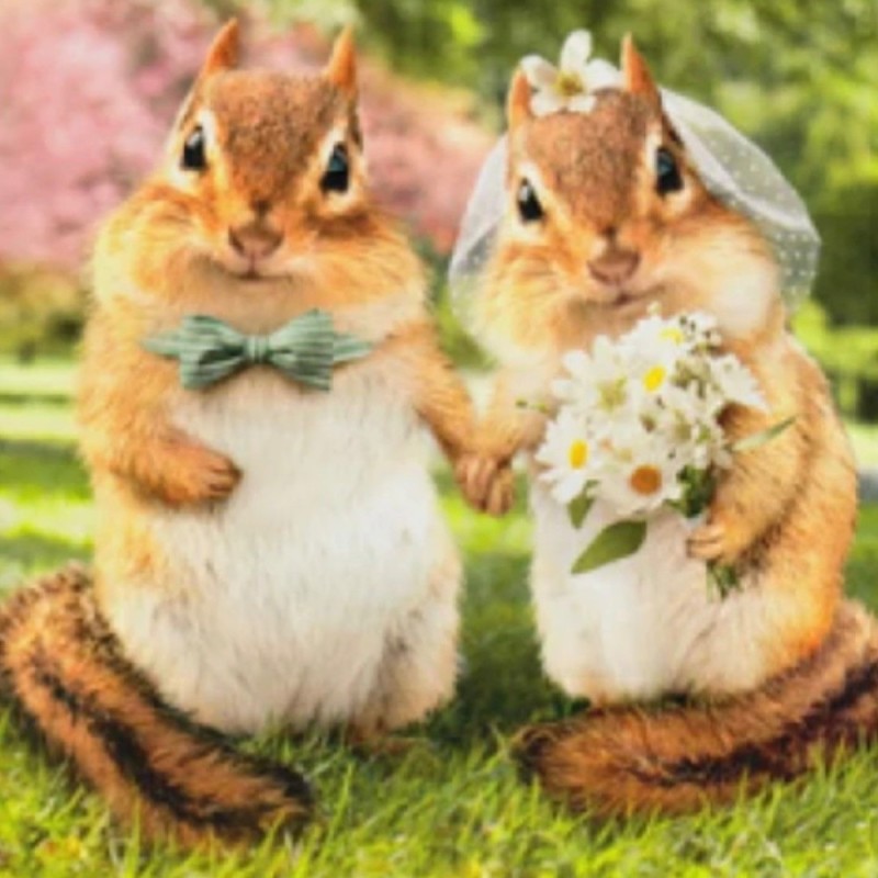 Create meme: animals cute, cute chipmunk, squirrel is cute