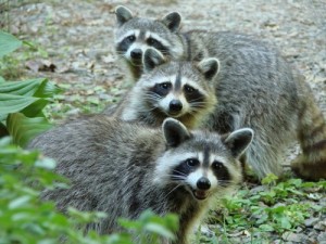 Create meme: raccoons, racoon, raccoons