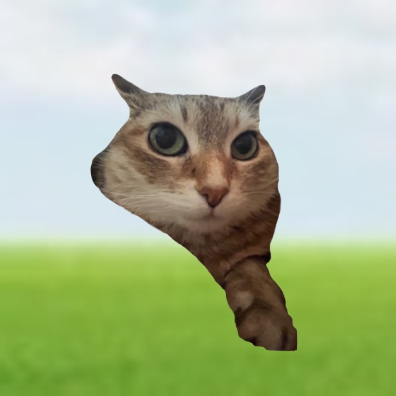 Create meme: cat , meme cat , the cat's muzzle