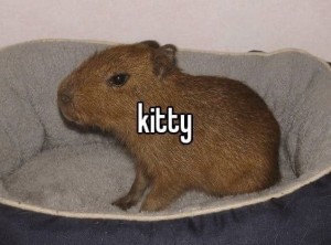 Create meme: the capybara, the largest rodent is the capybara, large hamster capybara