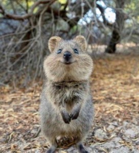 Create meme: quokka an animal, kangaroo quokka