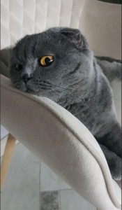 Create meme: lop-eared Scot, lop-eared, Scottish fold cat grey