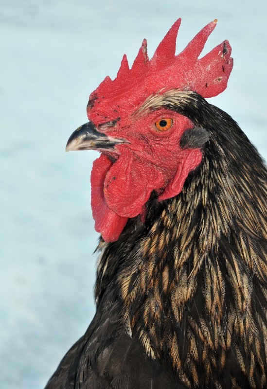 Create meme: photo of cock, roosters, black cock with a red comb