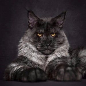 Create meme: cat Maine Coon, Maine Coon sitting grey, Maine Coon