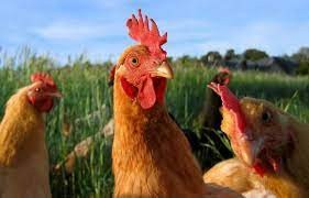 Create meme: Kurochka Ryaba, laying hens, breeds of chickens