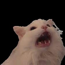 Create meme: screaming cat , the cat yells a meme, screaming cat