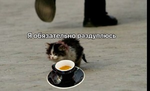 Create meme: homeless animals, I will survive cat, cat