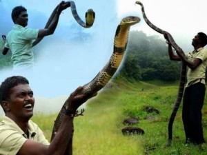 Create meme: cobra snake, snake, people